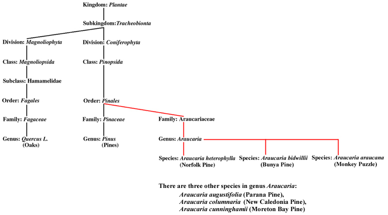 Norfolk Taxonomy